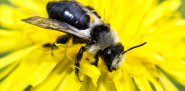 Honigbiene & Wildbiene, wichtig sind uns alle!