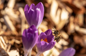 So helfen Sie den Bienen, Hummeln und Insekten durch die schwere Zeit am Anfang des Jahres!
