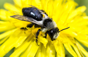 HappyBee Parndorf – Honigbiene, Wildbiene, wichtig sind uns alle!