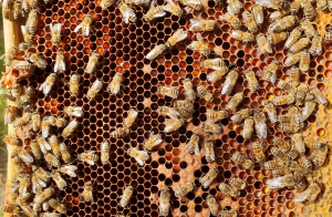 So hilft man Wildbienen ganz einfach: